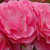 Pink - Miniature rose - Moana